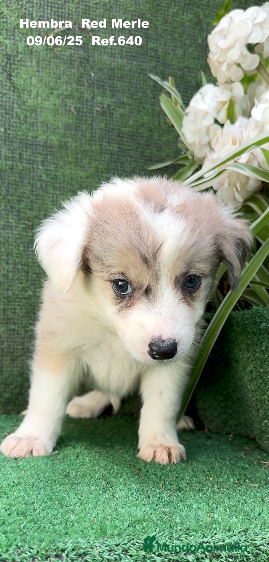 Border Collie perros en venta: Border Collie hembra red Merle - Imagen 6