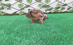 Teckel Miniatura perros en venta: TECKEL MINI ARLEQUIN CHOCOLATE  - Imagen 1