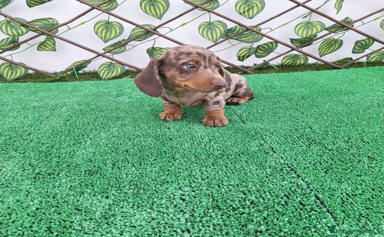 Teckel Miniatura perros - Anuncio 3