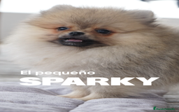 Pomerania perros en venta: 🐾 Sparky – Pomerania marrón con carácter 🤎✨ - Anuncio 1
