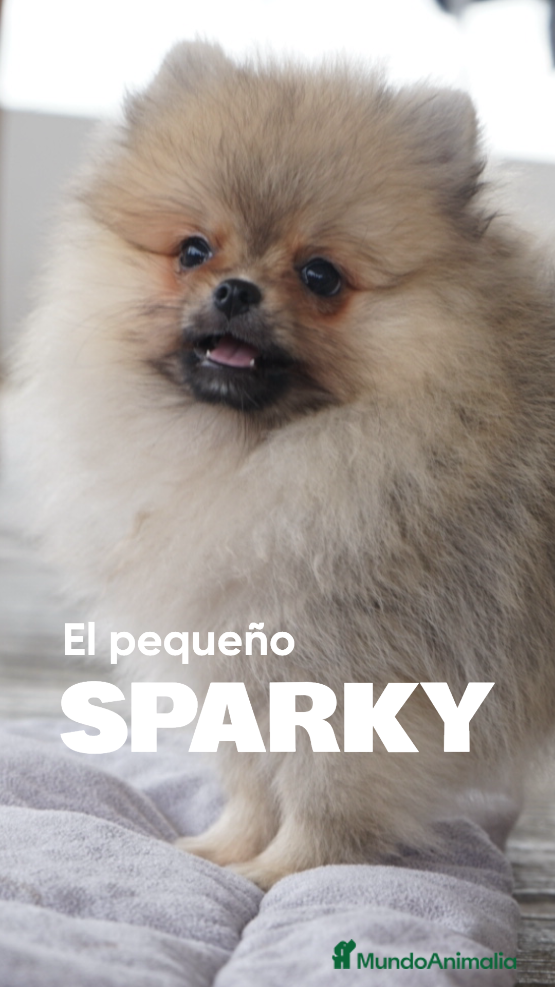 Pomerania perros en venta: 🐾 Sparky – Pomerania marrón con carácter 🤎✨ - Anuncio 1