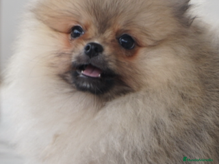 Pomerania perros 🐾 Sparky – Pomerania marrón con carácter 🤎✨ - Anuncio 1
