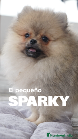 Pomerania perros 🐾 Sparky – Pomerania marrón con carácter 🤎✨ - Anuncio 2