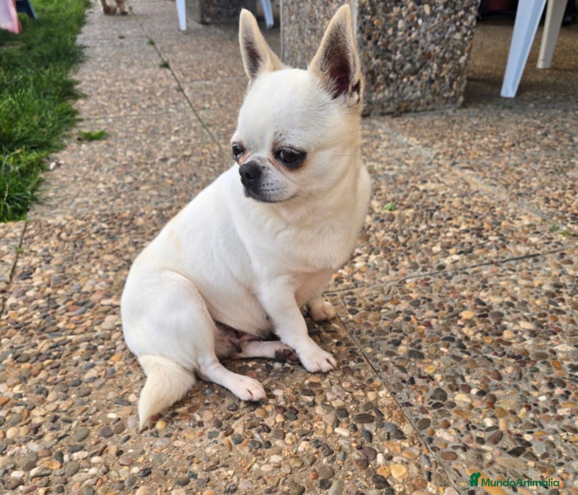 Chihuahua perros Chihuhua adulta  - Anuncio 1