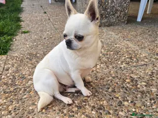 Chihuahua perros Chihuhua adulta - Anuncio 1