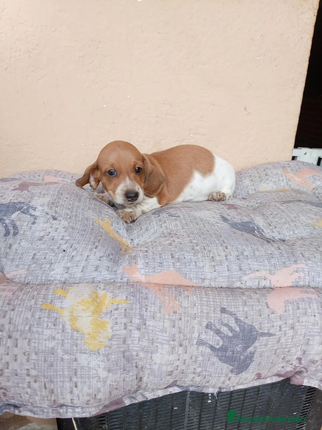 Teckel Miniatura perros en venta: Teckel mini - Anuncio 2