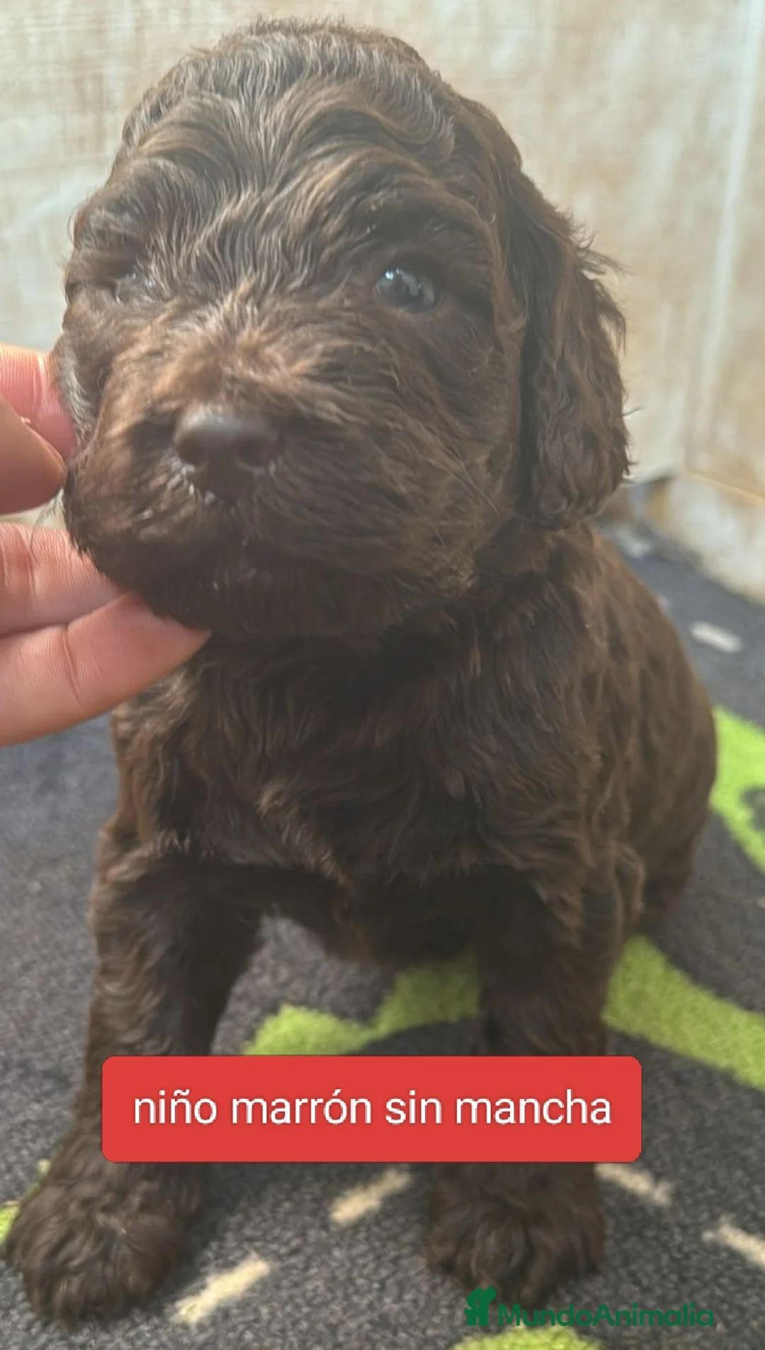Labradoodle perros en venta: Preciosos cachorros F6 - Anuncio 2