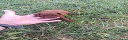 Caniche Toy perros en venta: PRECIOSOS CANICHE  ROJO LINEA ASIÁTICO  - Anuncio 5