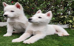 Husky Siberiano perros en venta: Husky siberiano  - Imagen 1