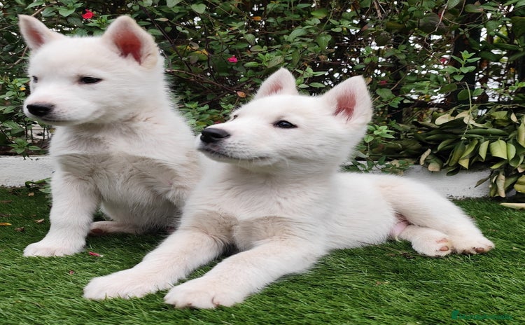 Husky Siberiano perros - Anuncio 1