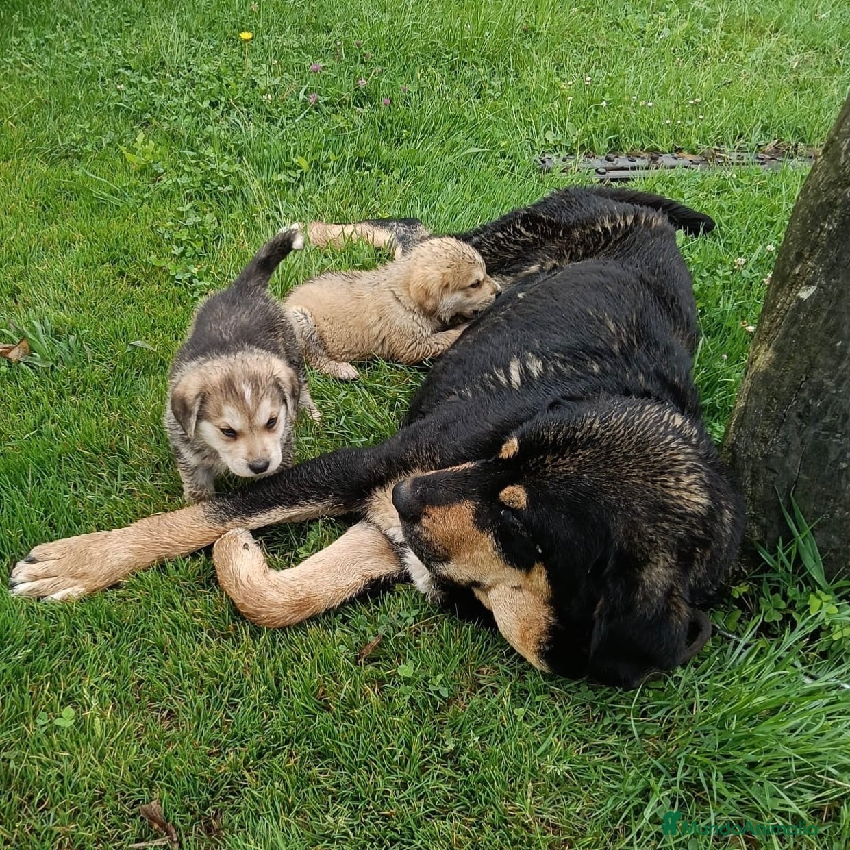 Mastín Español perros Cachorros de Mastin - Anuncio 1