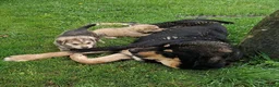 Mastín Español perros en venta: Cachorros de Mastin - Anuncio 1