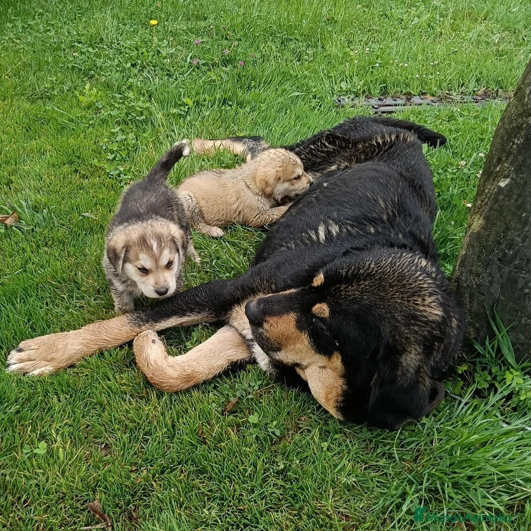 Mastín Español perros en venta: Cachorros de Mastin - Anuncio 1