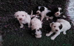 Perro de Agua Español perros en venta: Perro de aguas bicolor - Imagen 2