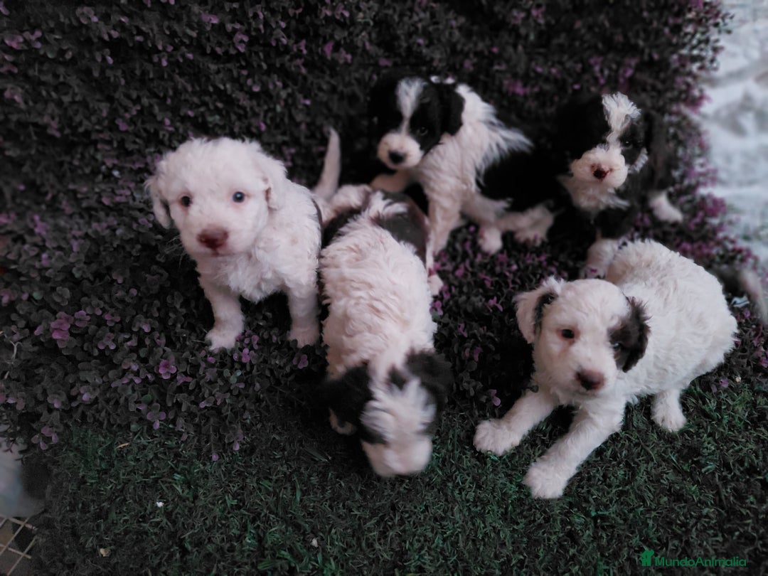 Perro de Agua Español perros en venta: Perro de aguas bicolor - Imagen 2
