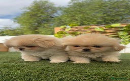 Pekinés perros en venta: PEKINES IMPERIAL HEMBRA - Imagen 1
