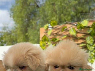 Pekinés perros - Anuncio 18