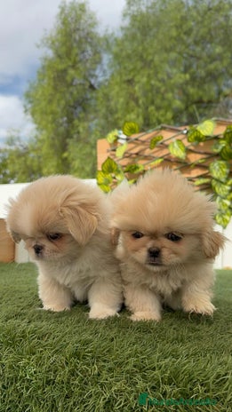 Pekinés perros - Anuncio 1