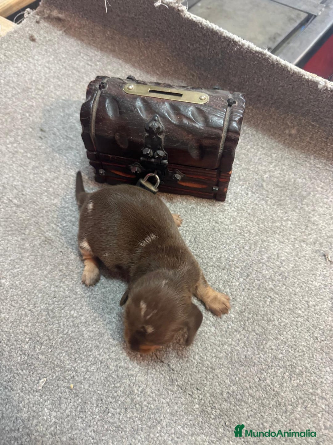 Teckel Miniatura perros en venta: Teckel Hembra kanichen - Anuncio 4