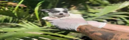 Chihuahua perros en venta: Chihuahuas cria familiar, calidad suprema - Anuncio 3