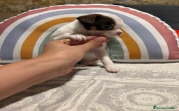 Chihuahua perros en venta: Exclusivos chihuahuas rusos - Imagen 32