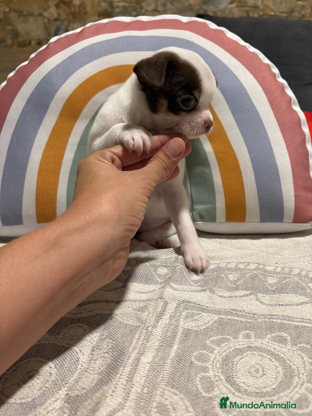 Chihuahua perros en venta: Exclusivos chihuahuas rusos - Imagen 32