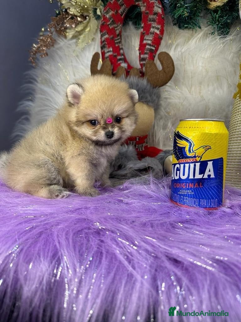 Pomerania perros en venta: POMERANIAS MINIATURA  - Anuncio 1