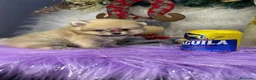 Pomerania perros en venta: POMERANIAS MINIATURA  - Anuncio 1