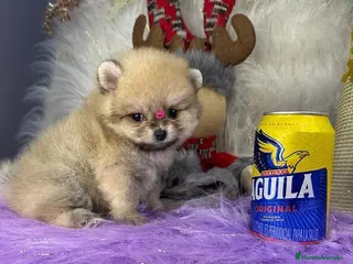 Pomerania perros en venta: POMERANIAS MINIATURA - Anuncio 1