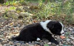 Border Collie perros en venta: 🐾 CACHORROS BORDER COLLIE DE ALTA CALIDAD 🐾 - Anuncio 4