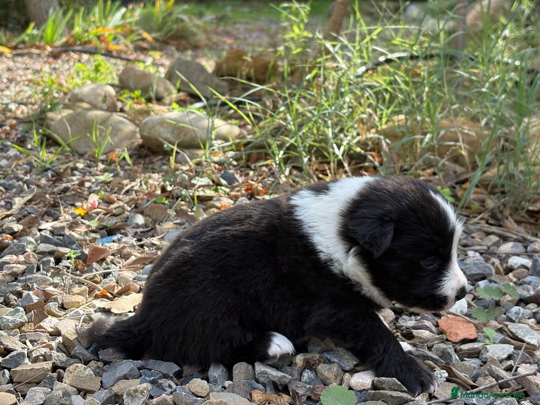 Border Collie perros en venta: 🐾 CACHORROS BORDER COLLIE DE ALTA CALIDAD 🐾 - Anuncio 4