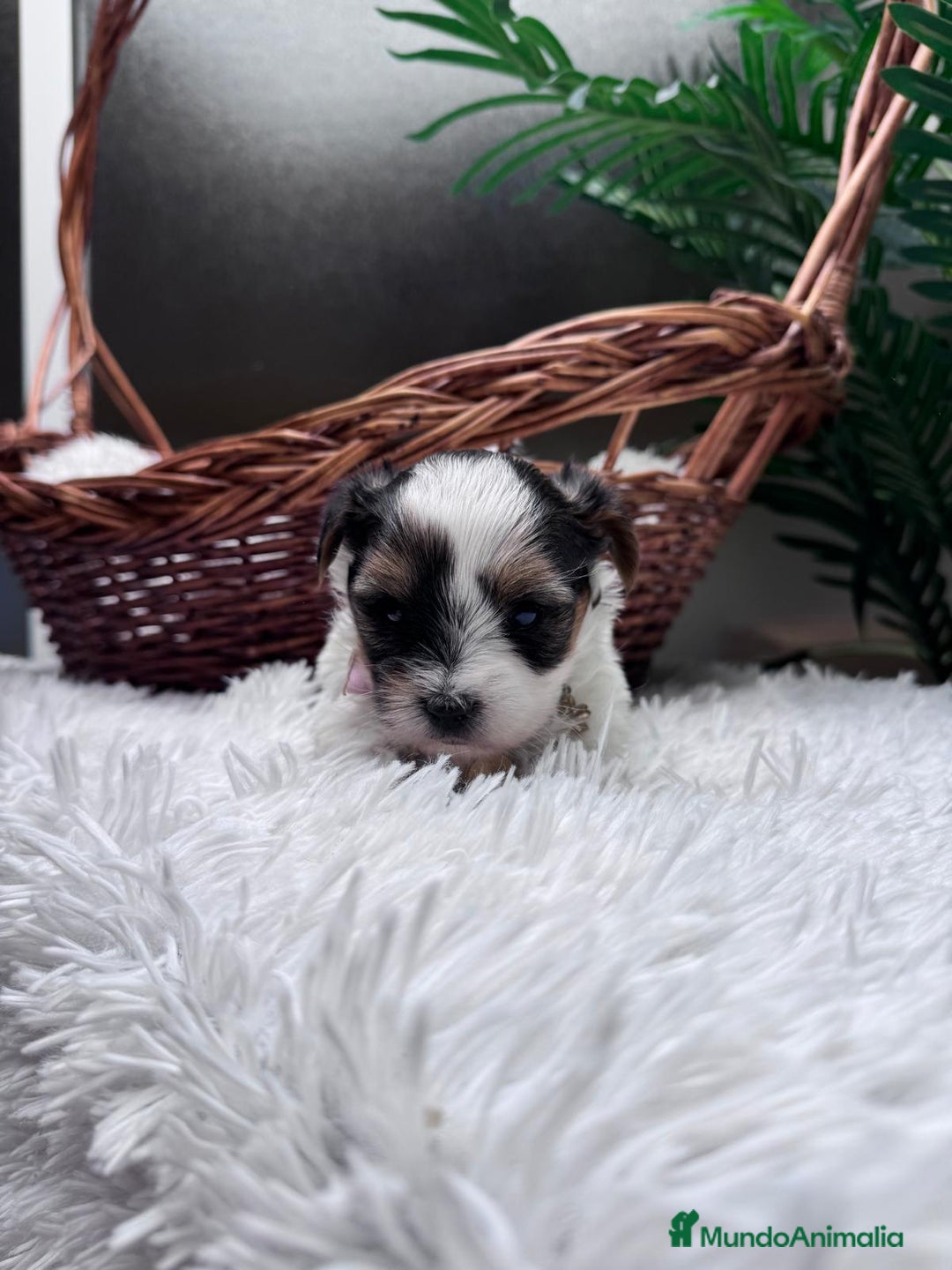 Yorkshire Terrier perros en venta: YORKSHIRE BIEWER - Anuncio 3