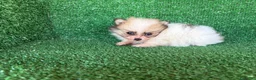 Pomerania perros en venta: pomerania - Anuncio 4