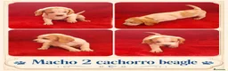 Beagle perros en venta: BEAGLES EXCLUSIVOS  - Anuncio 5