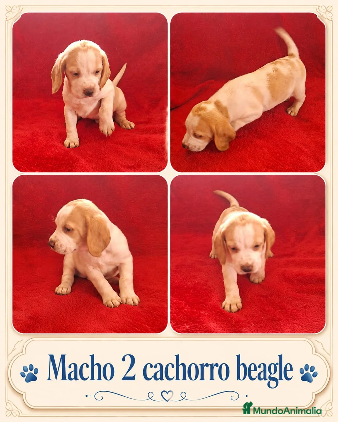 Beagle perros en venta: BEAGLES EXCLUSIVOS  - Anuncio 5