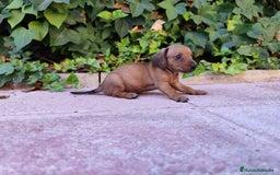 Teckel perros en venta: TECKEL HEMBRA OPORTUNIDAD  - Imagen 3
