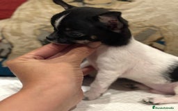 Chihuahua perros en venta: Chihuahua ruso micro - Imagen 4
