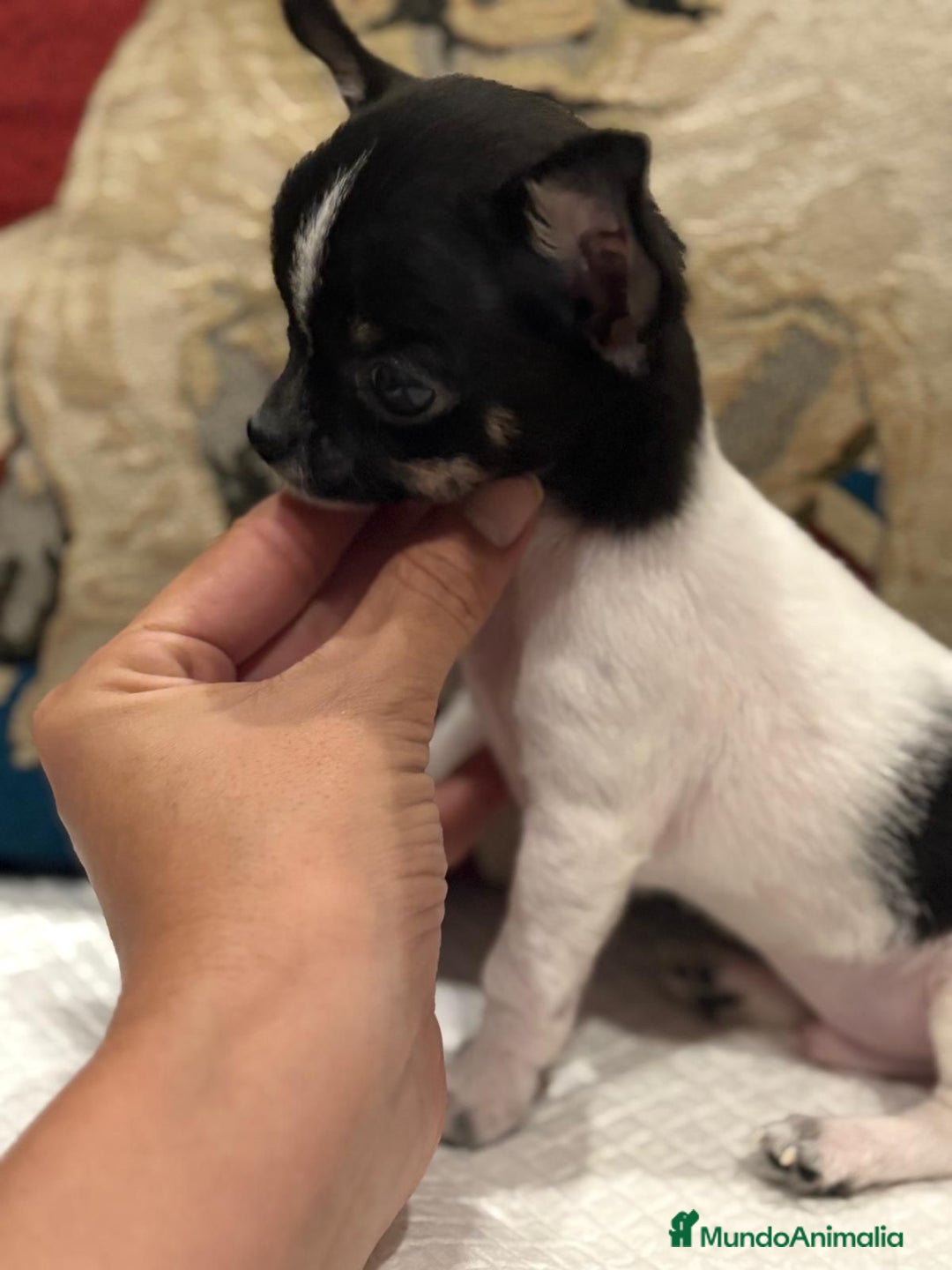 Chihuahua perros en venta: Chihuahua ruso micro - Imagen 4