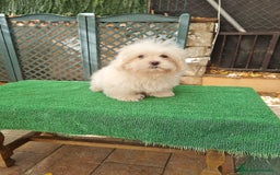 Maltipoo perros en venta: Maltipoo - Imagen 1