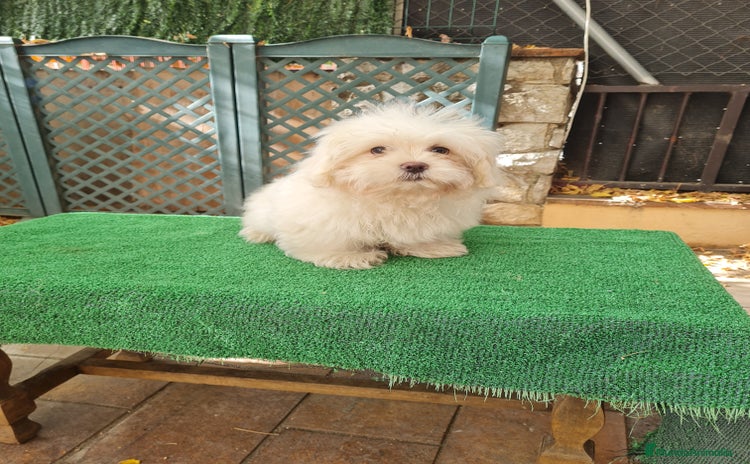 Maltipoo perros - Anuncio 11