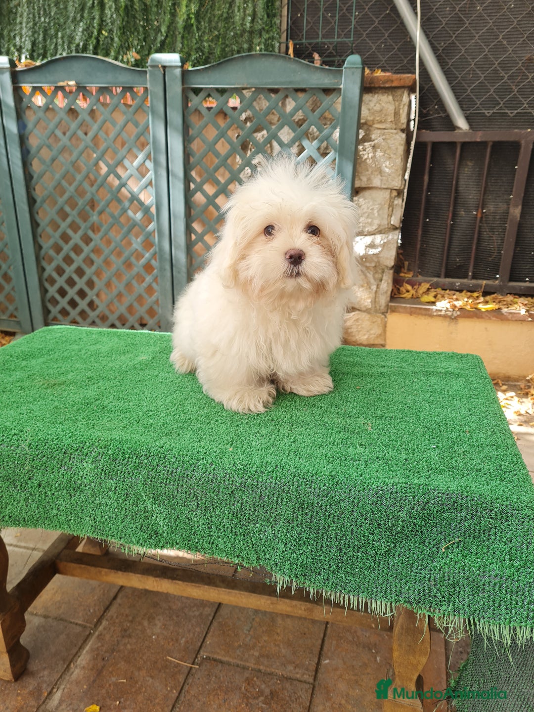 Maltipoo perros en venta: Maltipoo - Imagen 1