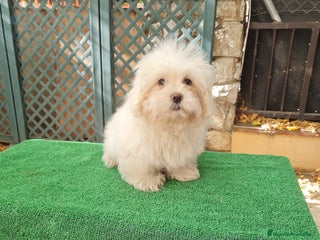 Maltipoo perros - Anuncio 2