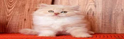 Británico de Pelo Largo gatos en venta: British Longhair macho, ejemplar único! - Anuncio 5