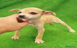 Raza Mixta perros en venta: Tamaño pequeño  - Imagen 3