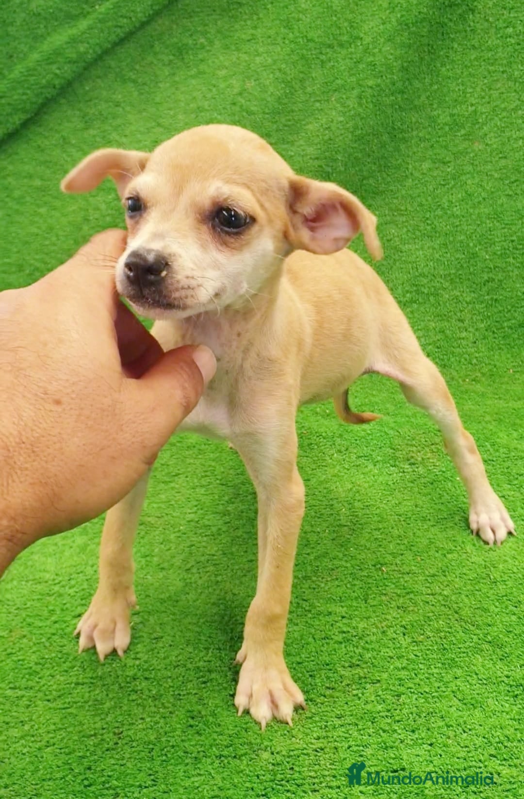 Raza Mixta perros en venta: Tamaño pequeño  - Imagen 3