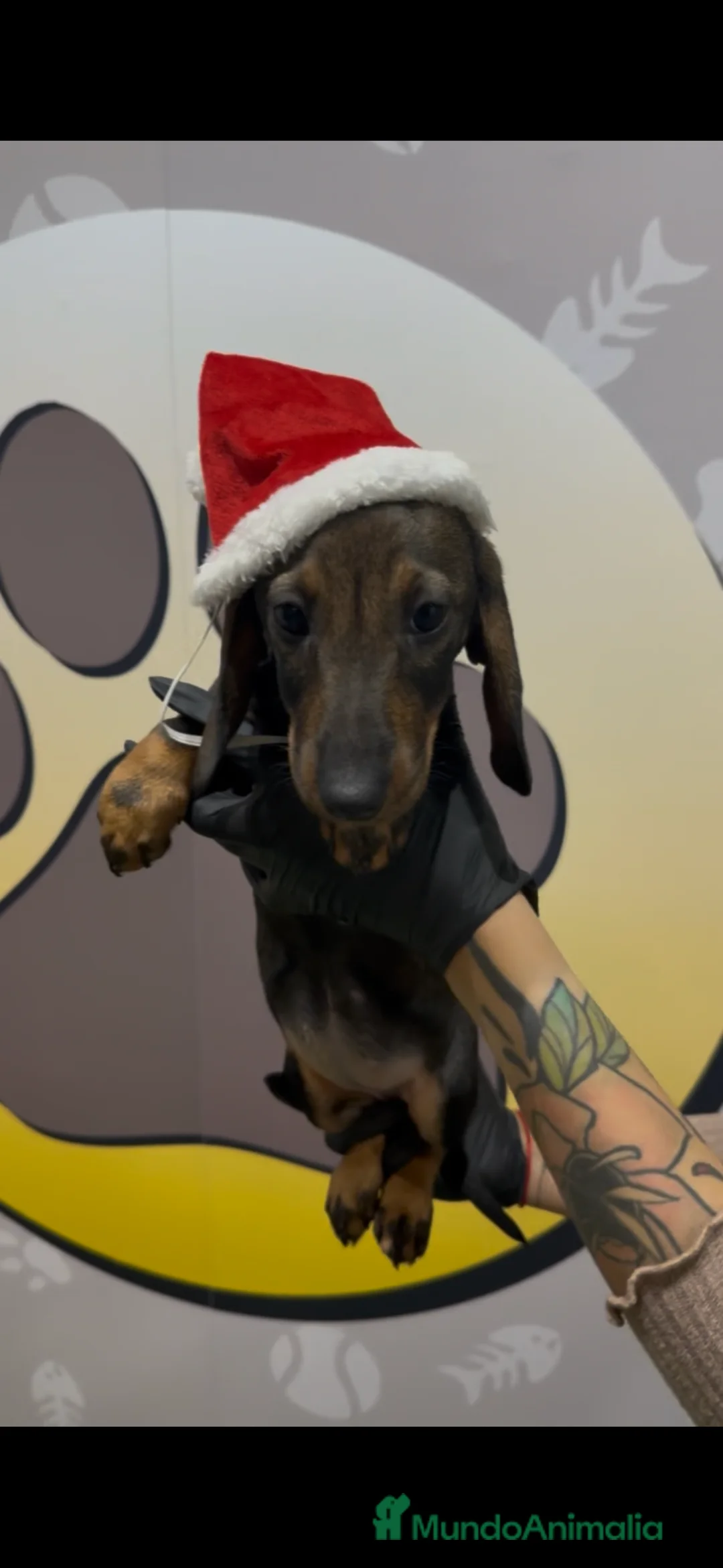 Teckel perros en venta: Teckel estándar hembra - Anuncio 2