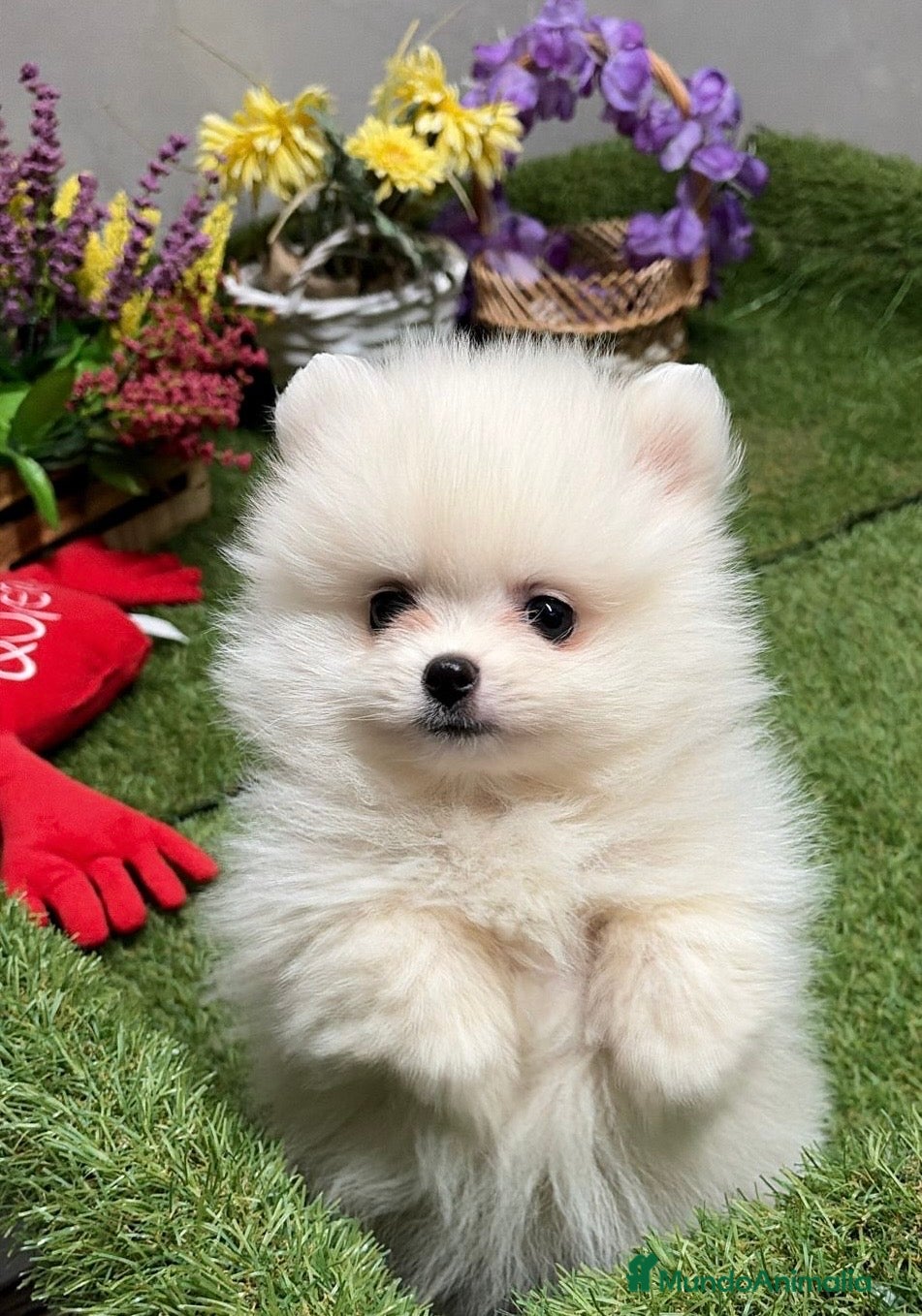 Pomerania perros Pomerania blancos disponible hembra y macho . - Anuncio 1