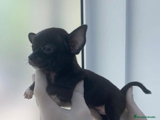 Chihuahua perros - Anuncio 1