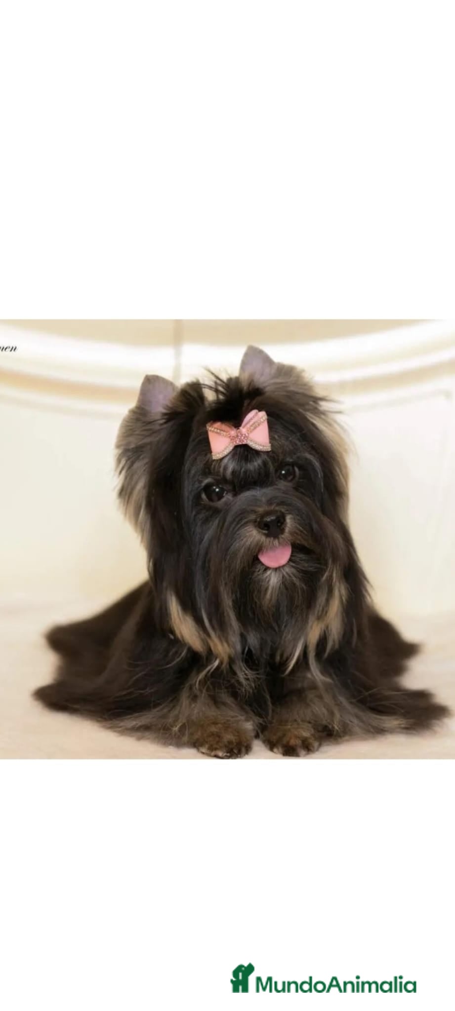 Biewer Yorkshire Terrier a la Pom Pon perros Machito de Yorkshire Biewer  - Anuncio 6