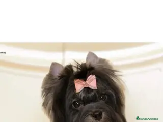 Biewer Yorkshire Terrier a la Pom Pon perros Machito de Yorkshire Biewer - Anuncio 6